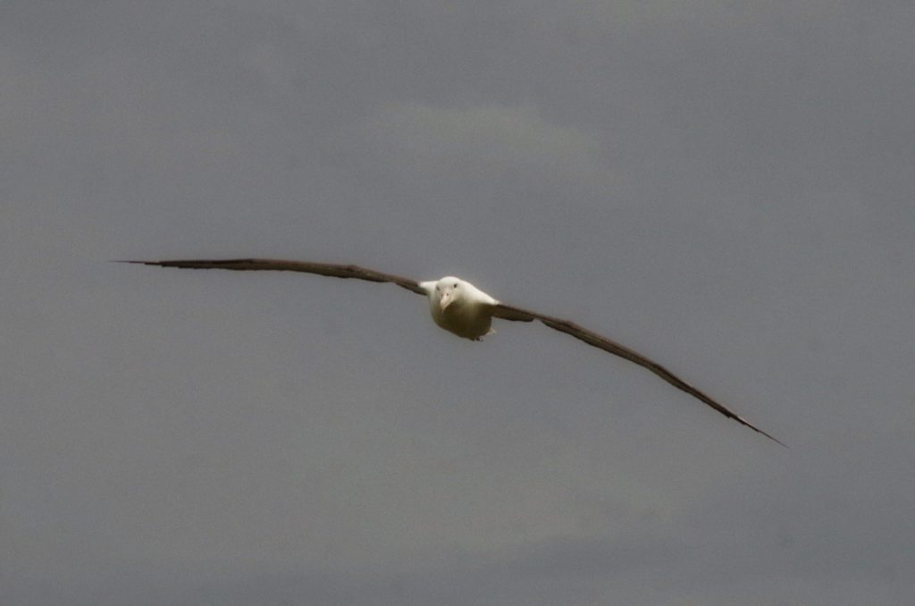 northern_royal_albatross_fying